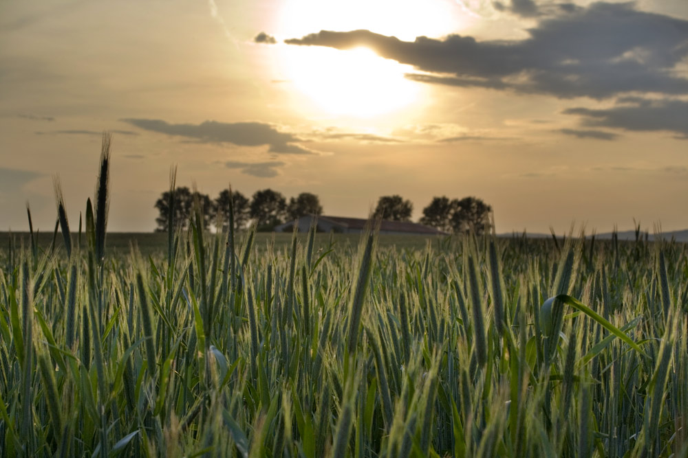 Meine kleine Farm