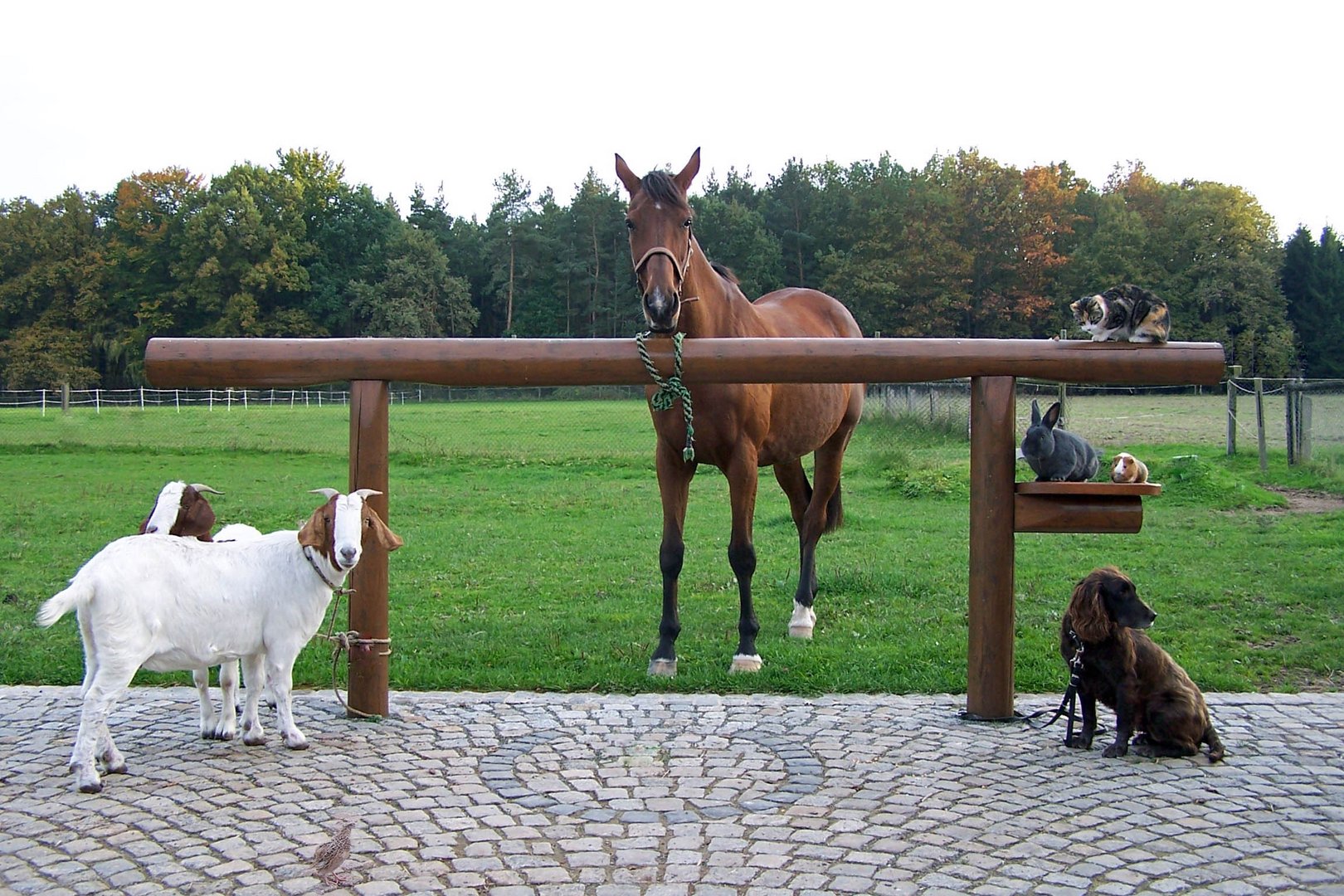 Meine kleine Farm