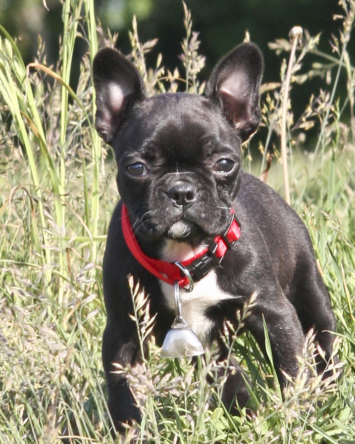 Meine kleine Französische Bulldogge