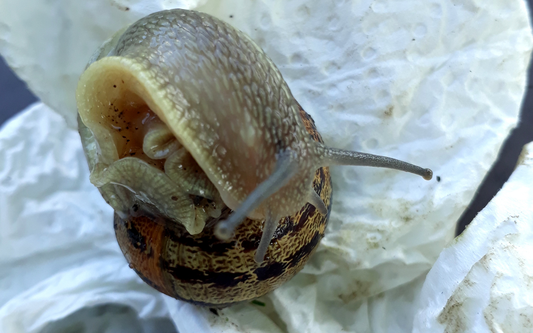 Meine kleine Gartenschnecke