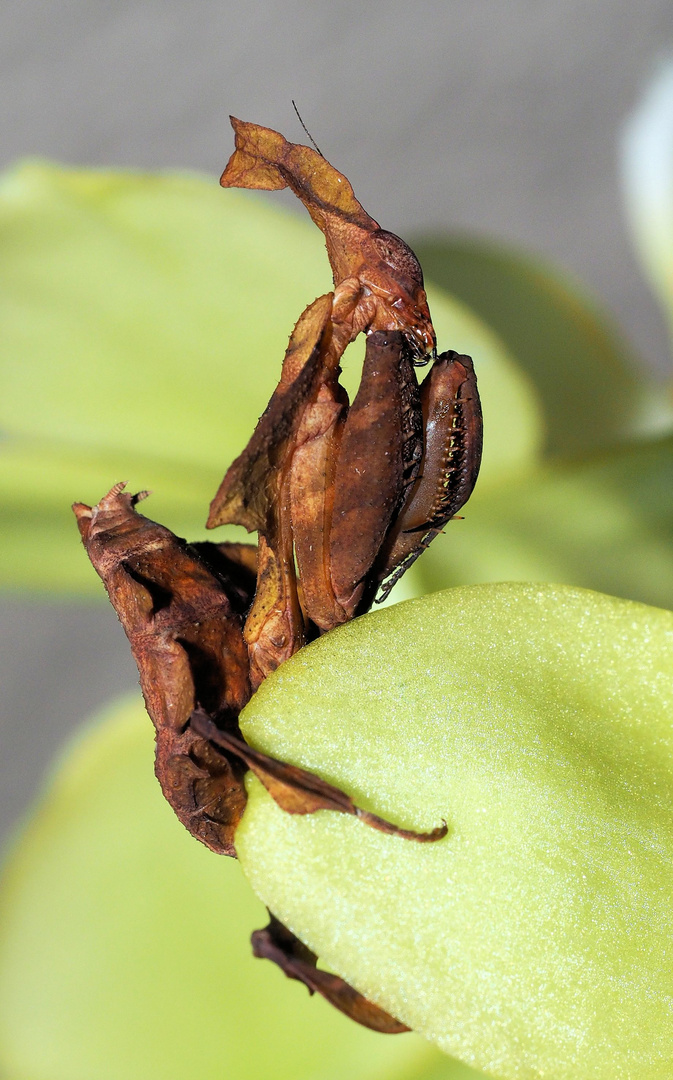 Meine kleine Geistermantis....schaut weg...