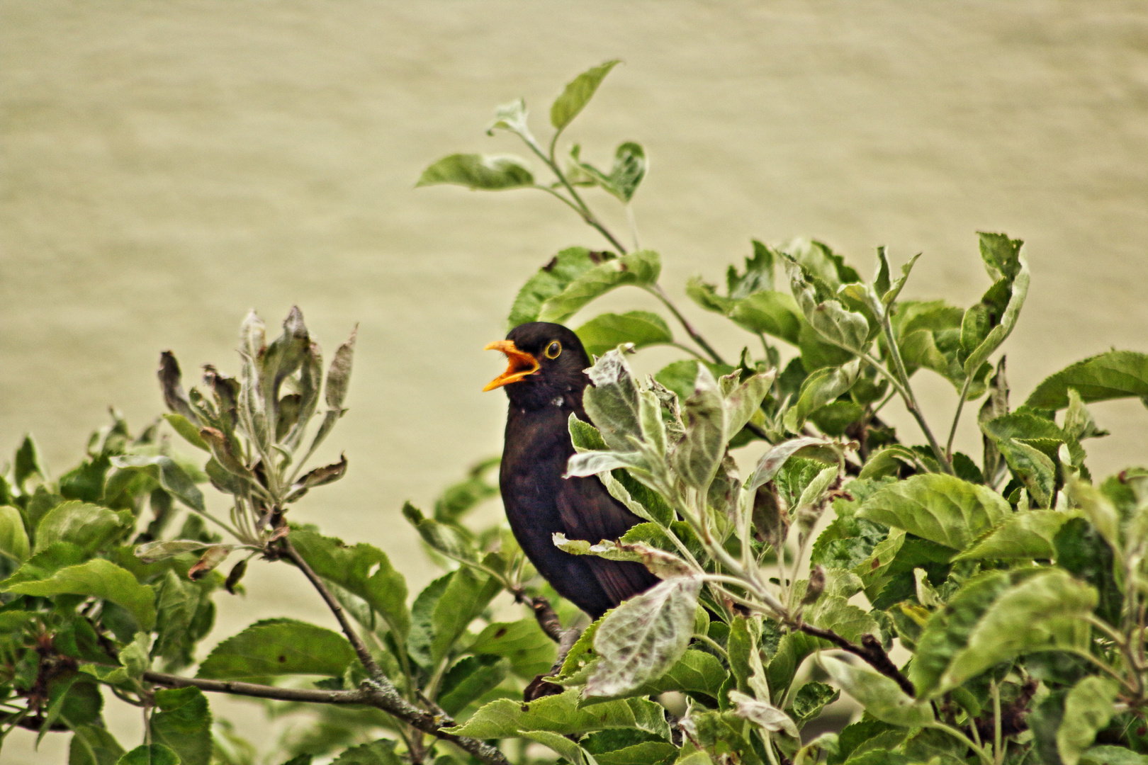 Meine kleine Hausamsel