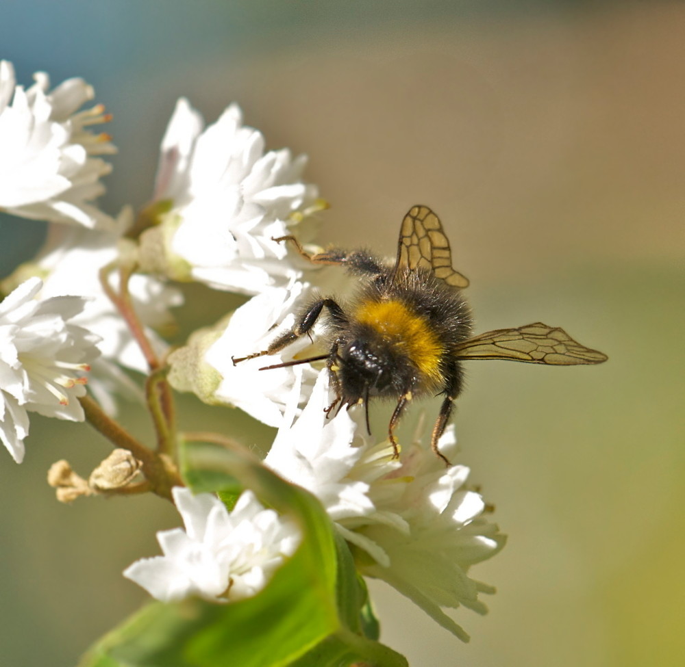 meine kleine Hummel