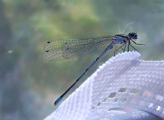 Meine kleine Libelle