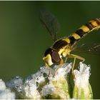 Meine kleine (Makro) Welt