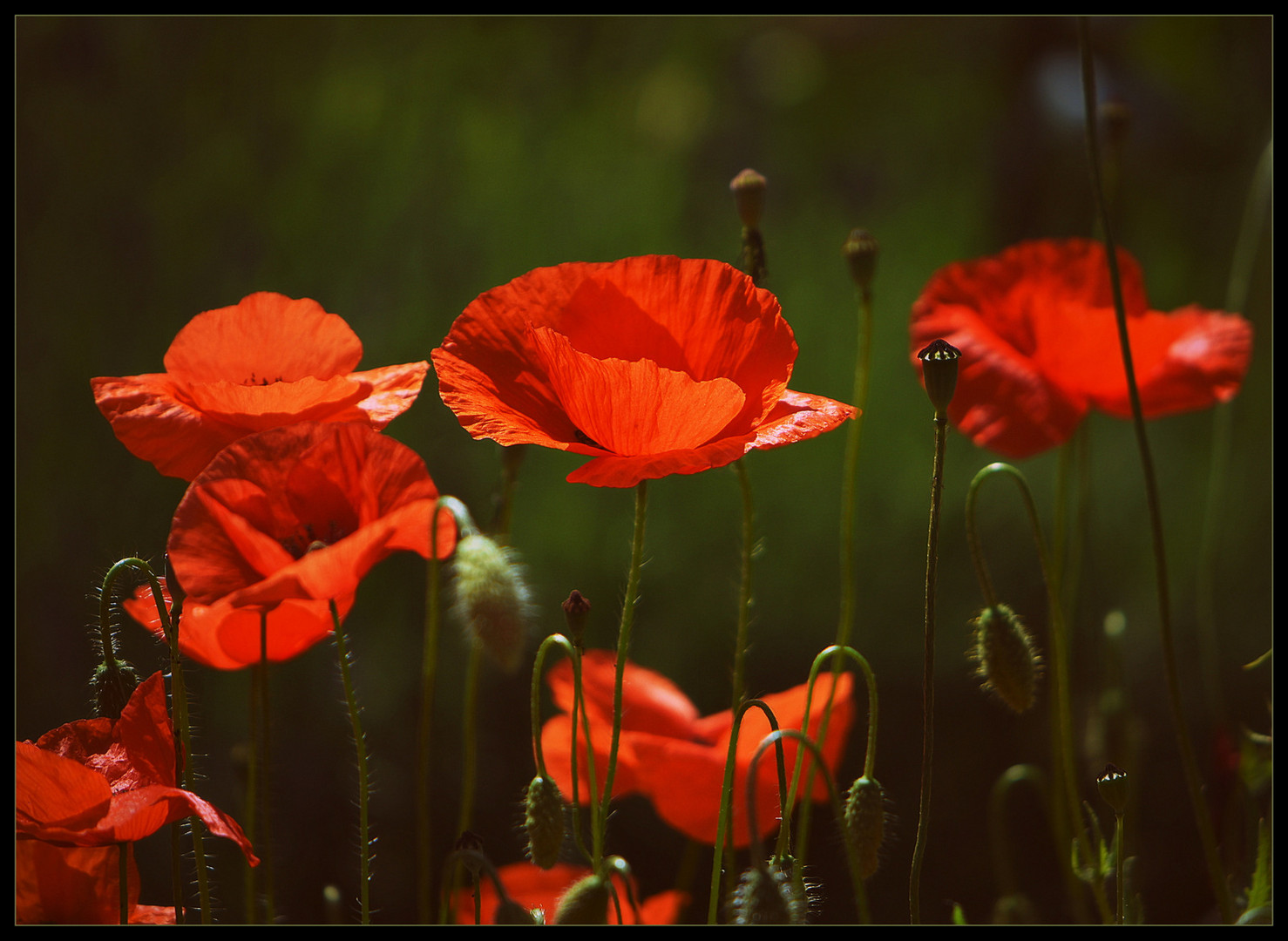 Meine kleine Mohnecke im Garten bei letztem warmen Sonnenlicht...