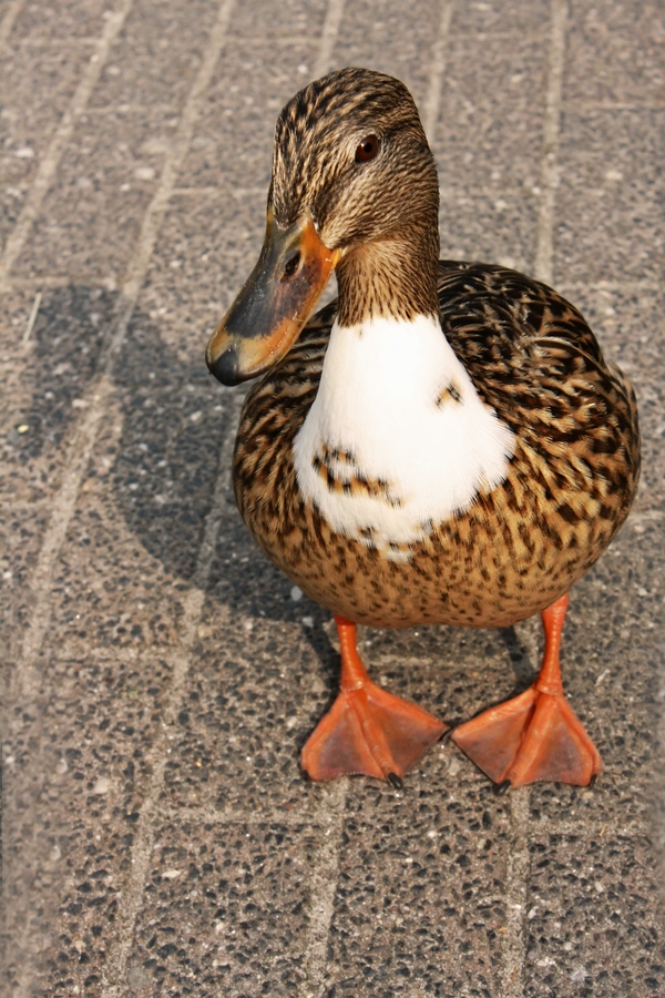 Meine kleine neue Freundin - so zutraulich