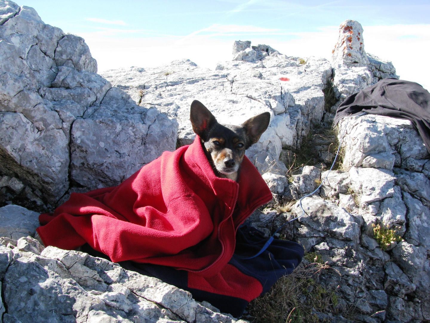 Meine kleine Peppi, Wind geschützt am Gipfel mit meiner Jacke ;o)