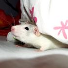 Meine kleine Ratte Frieda.