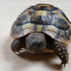 meine kleine Schildkröte *Jo-Jo*