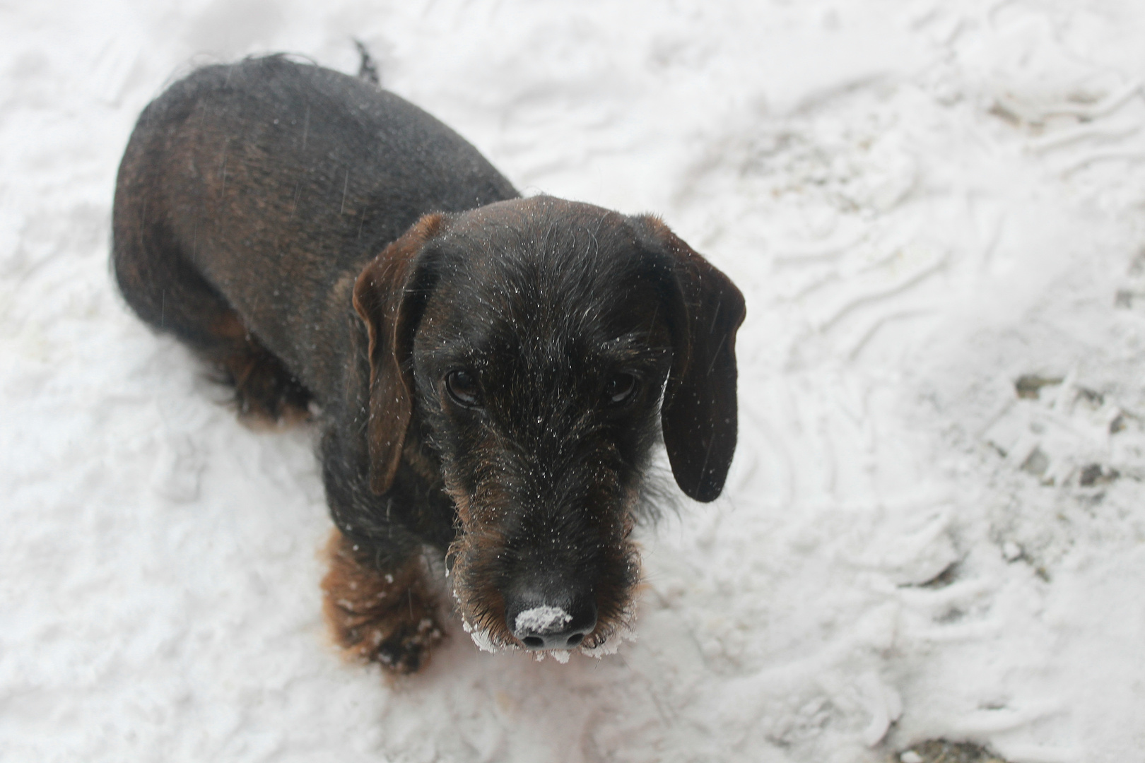 Meine kleine Schneenase ......