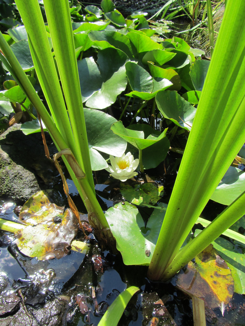 Meine kleine Seerose