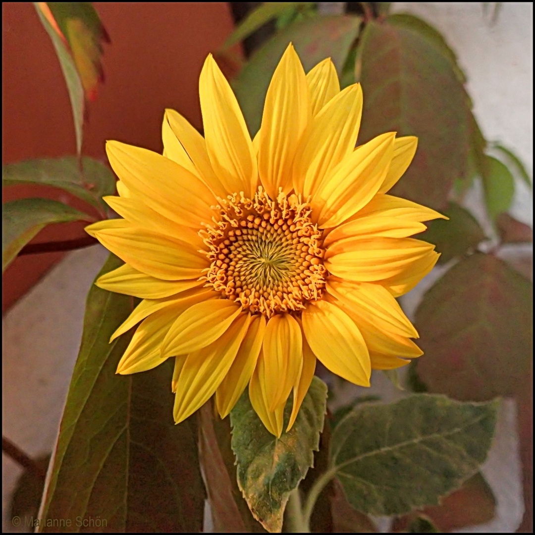 Meine kleine Sonnenblume auf unserem Balkon... Foto & Bild natur