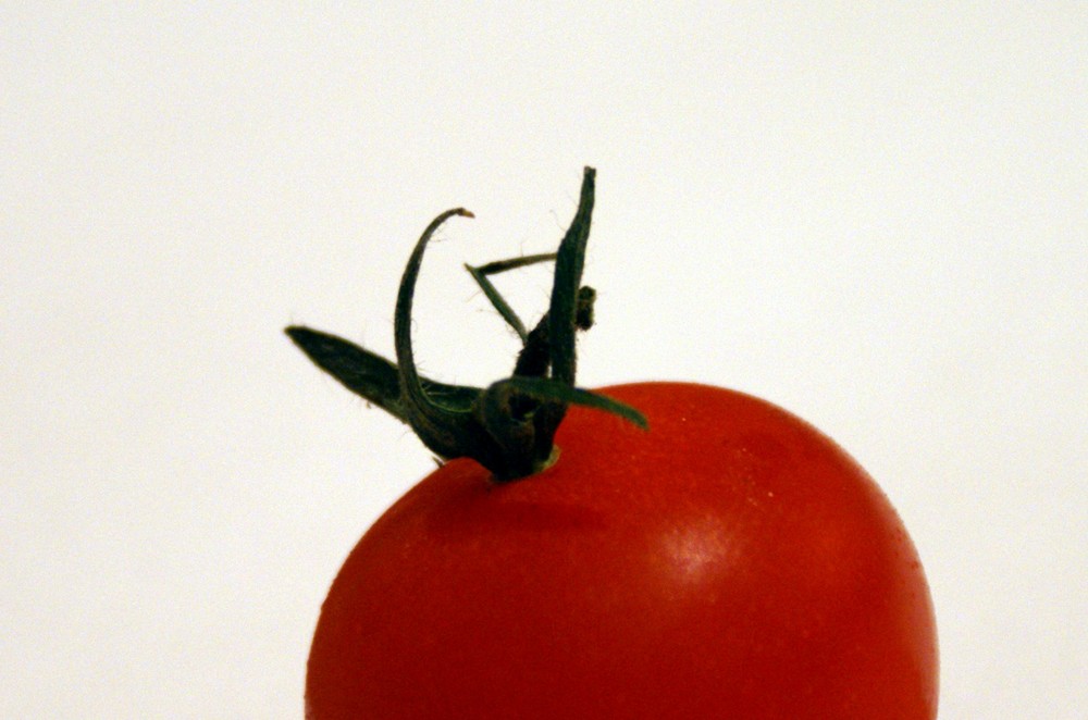 Meine kleine Tomate