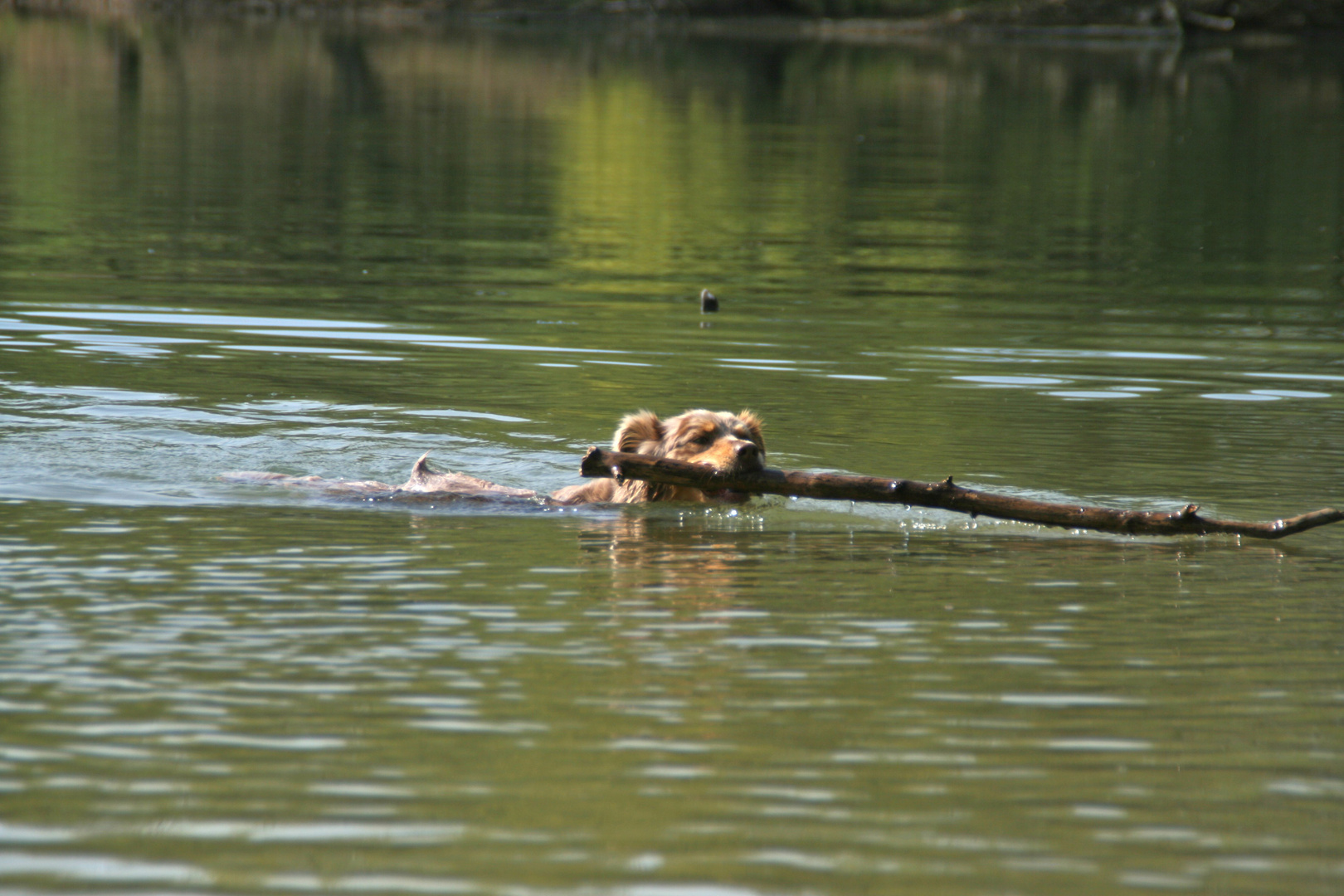 meine kleine Wasserratte