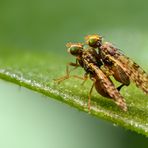 Meine kleinen "Gartenmonster" 10