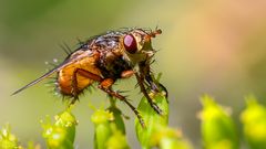 Meine kleinen "Gartenmonster" 11