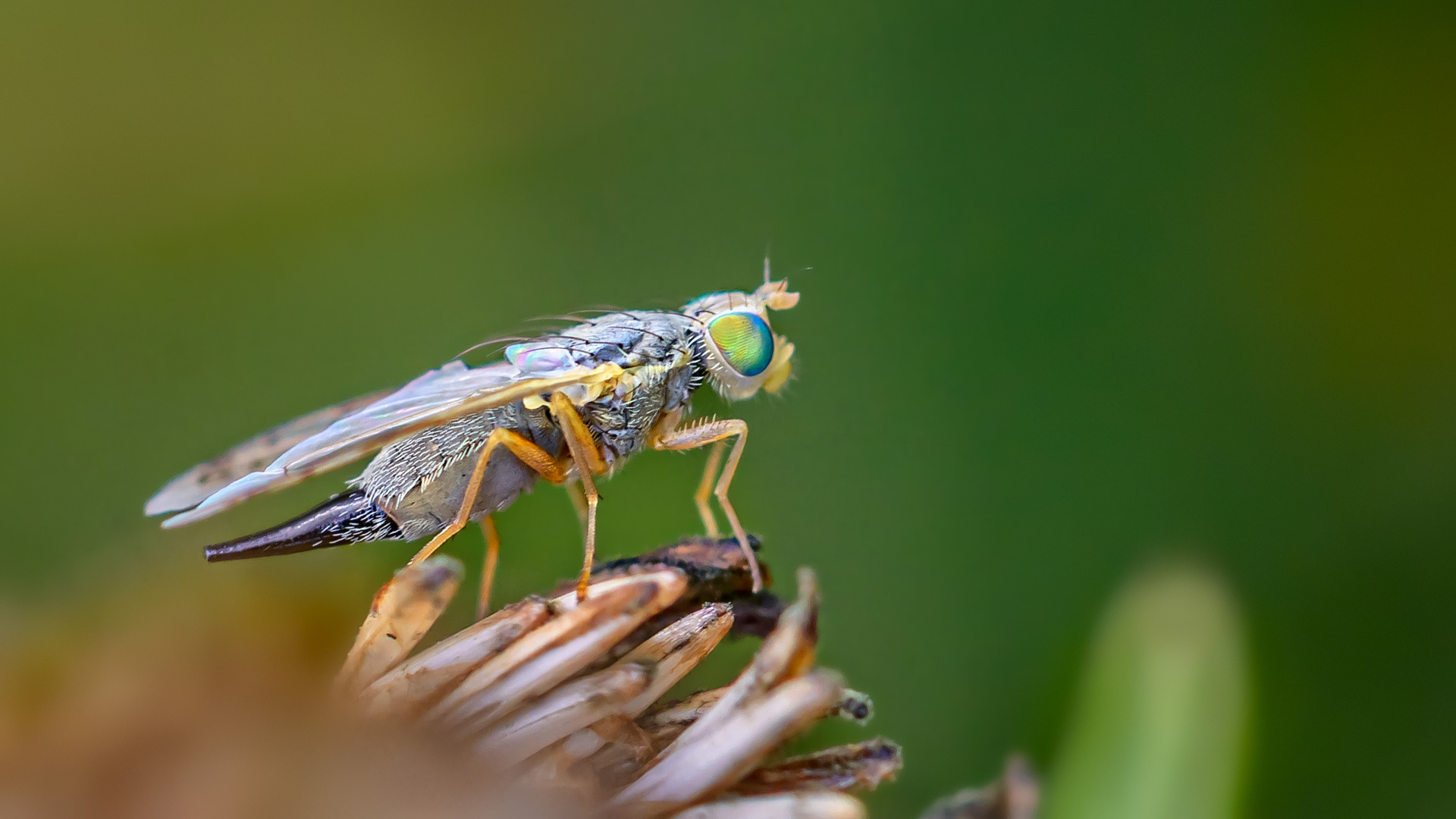 Meine kleinen "Gartenmonster" 12