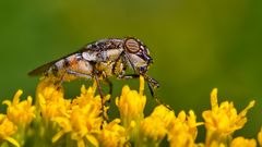 Meine kleinen "Gartenmonster" 13