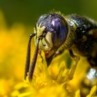 Meine kleinen "Gartenmonster" 15