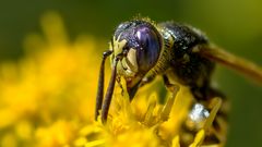 Meine kleinen "Gartenmonster" 15