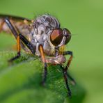 Meine kleinen "Gartenmonster" 4