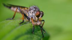 Meine kleinen "Gartenmonster" 4