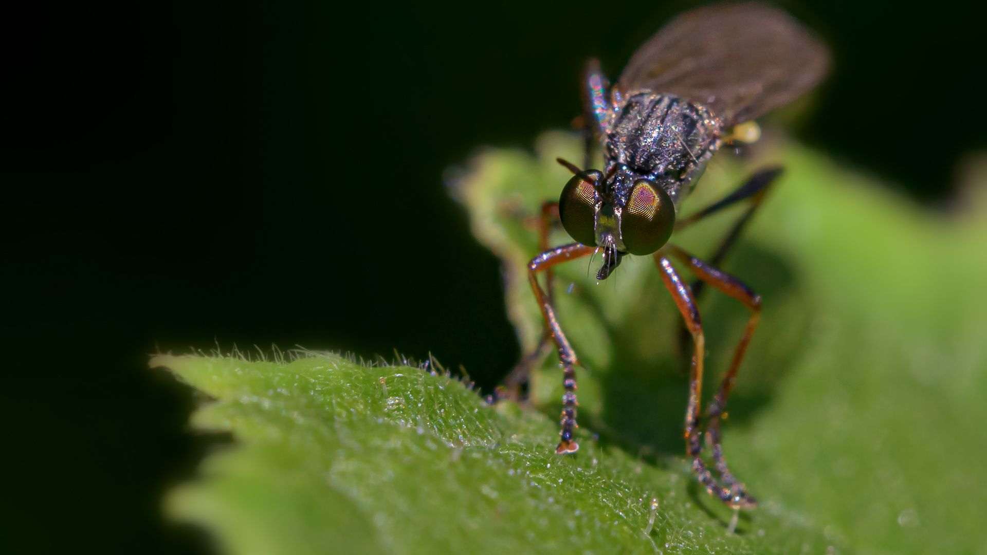 Meine kleinen "Gartenmonster" 7