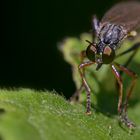 Meine kleinen "Gartenmonster" 7