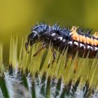 Meine kleinen "Gartenmonster" 