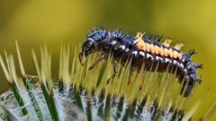 Meine kleinen "Gartenmonster" 