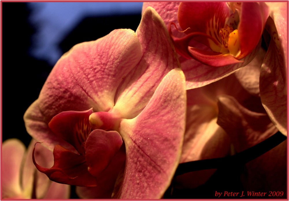 meine Königin der Blumen blüht wieder