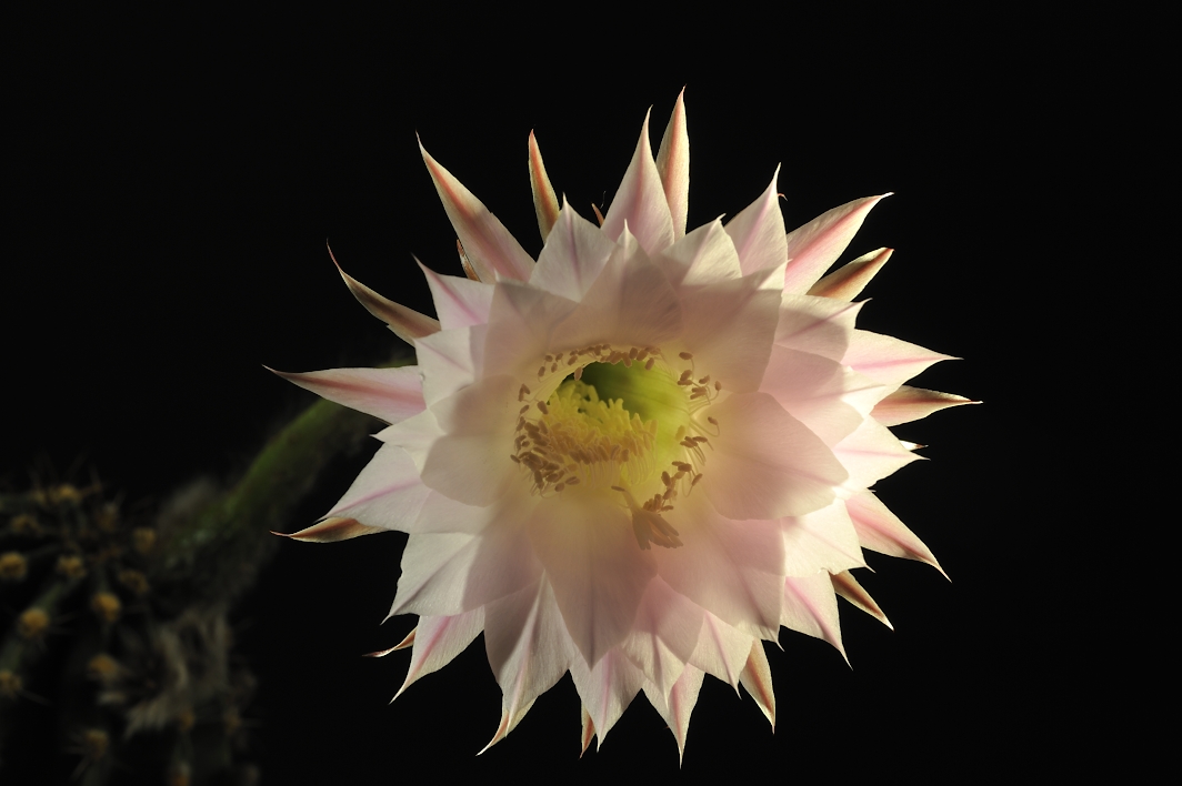 Meine Königin der Nacht ist eine Echinopsis multiplex oder oxygona