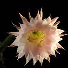Meine Königin der Nacht ist eine Echinopsis multiplex oder oxygona