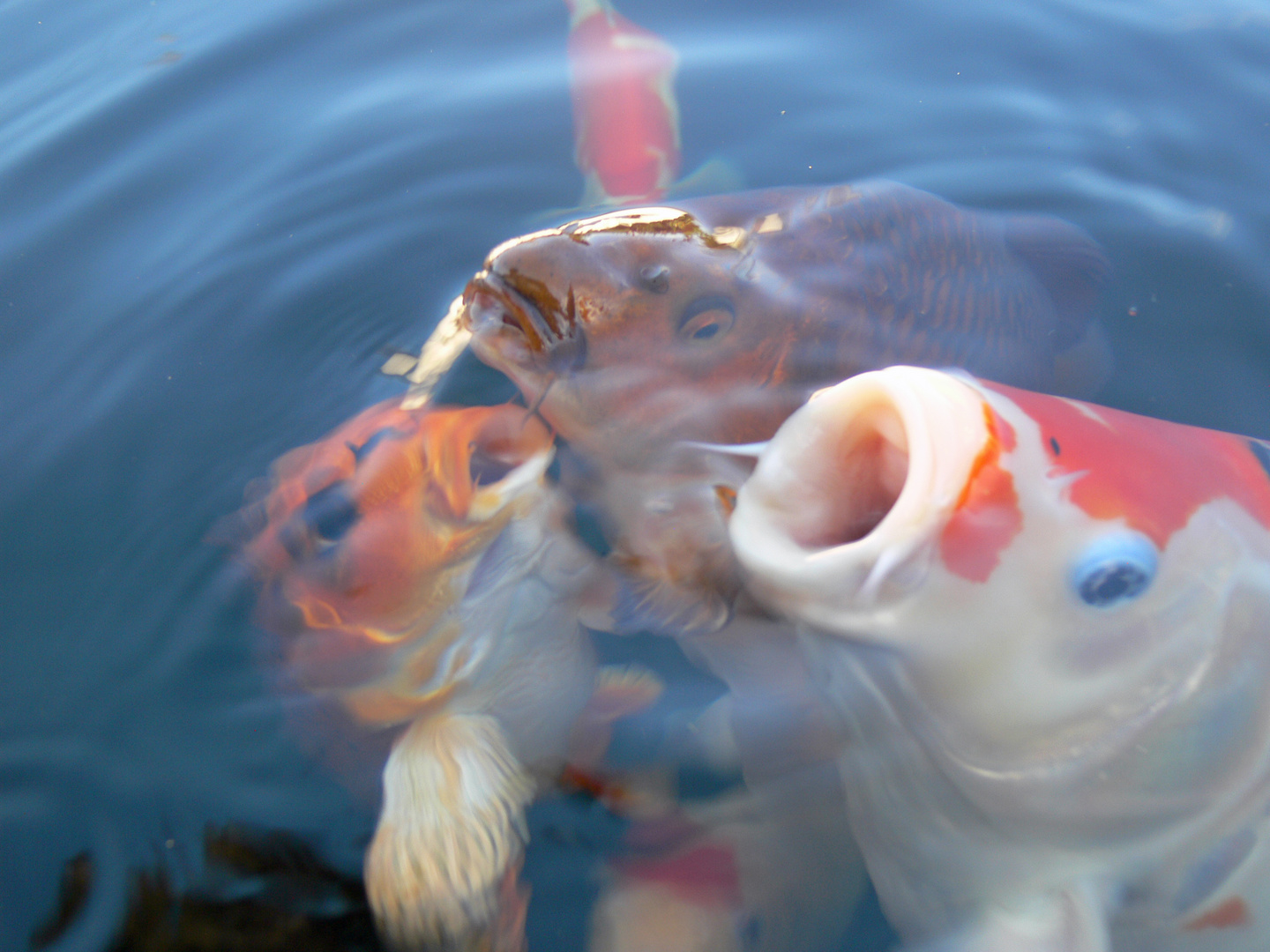 Meine Koi