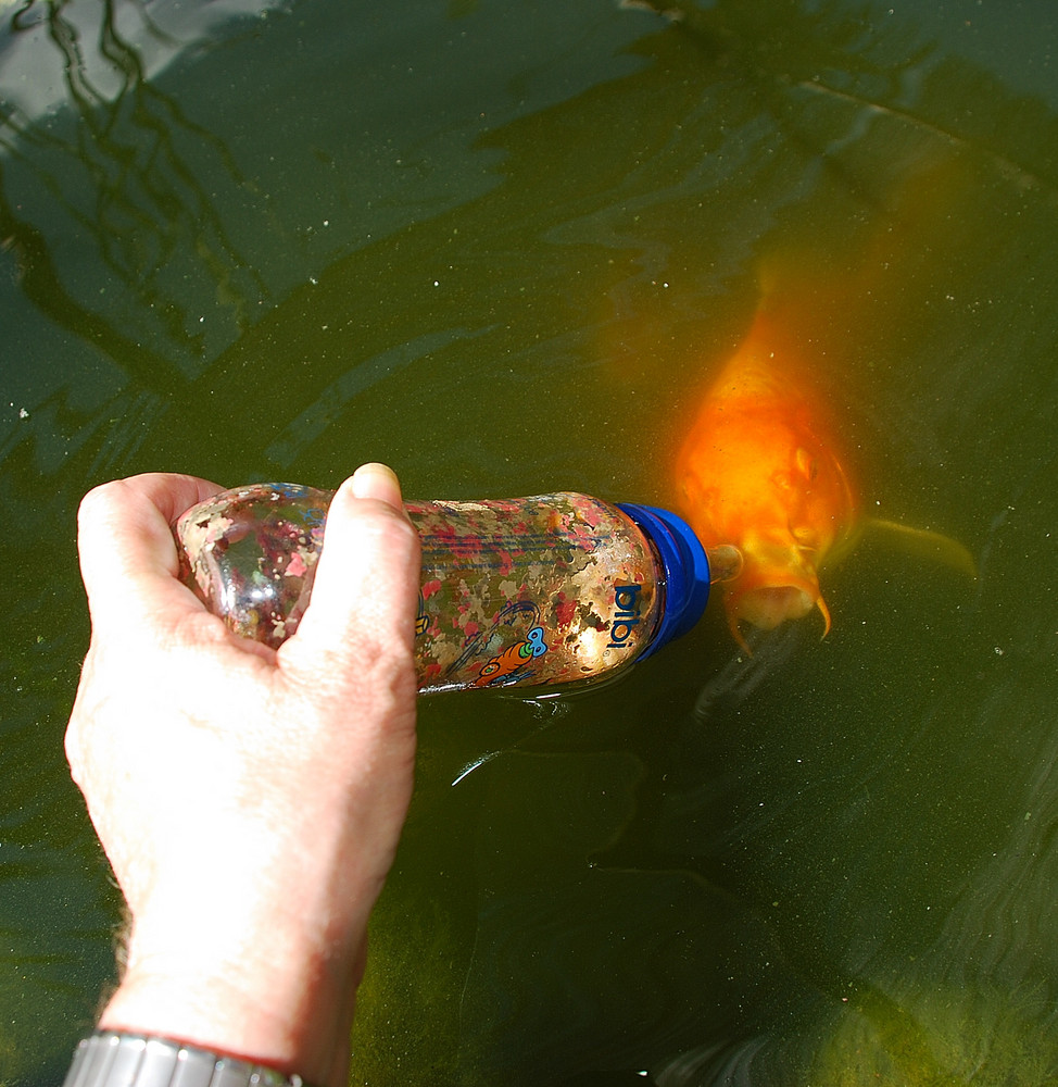 Meine Koi Fütterung mit der Babyflasche