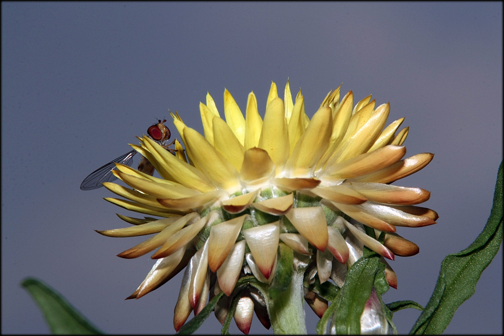 Meine Kornblumen....