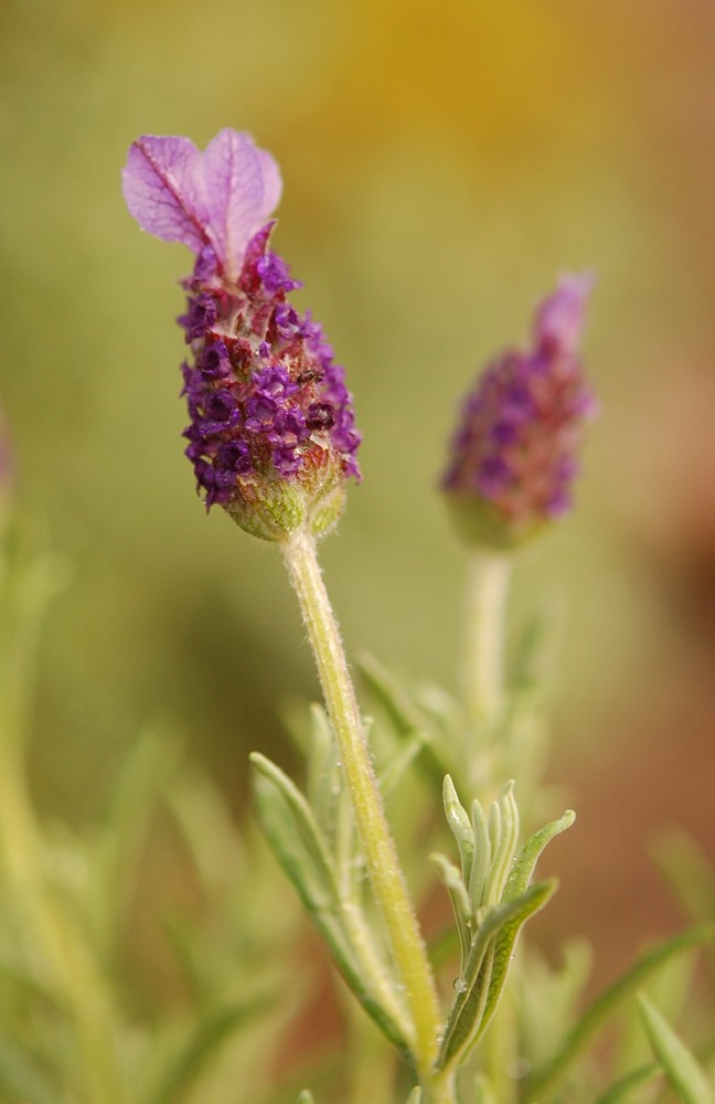 meine Kräuterspirale - Lavendel