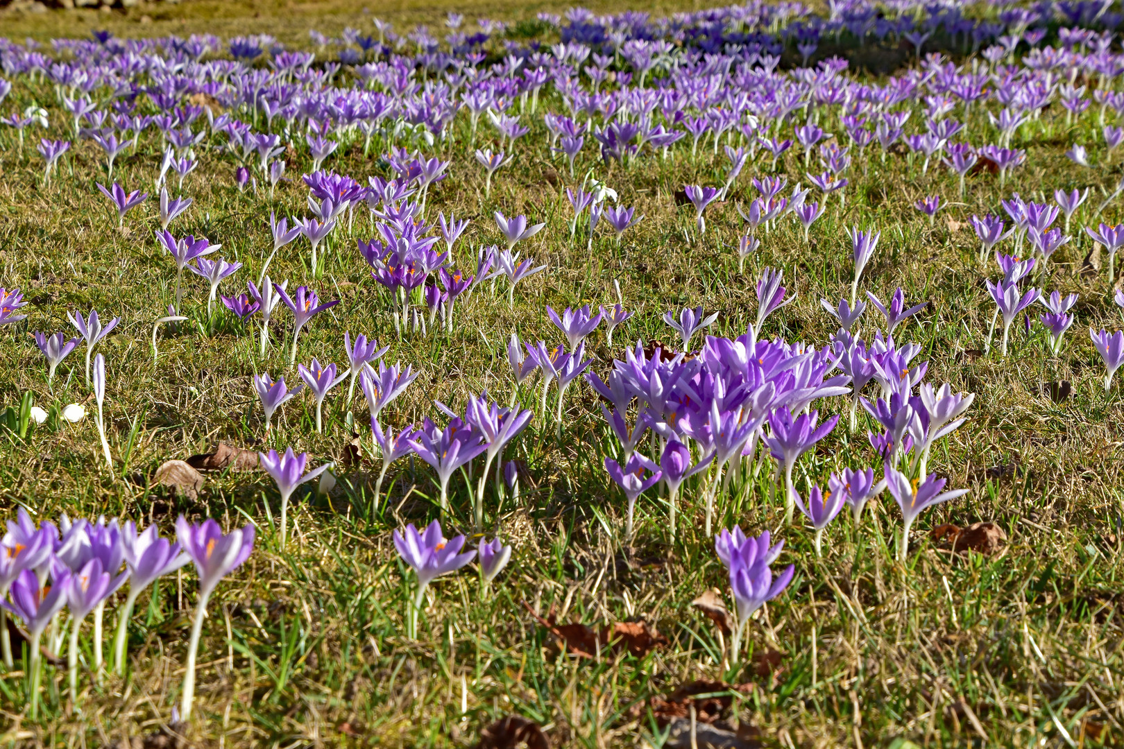 Meine Krokuswiese