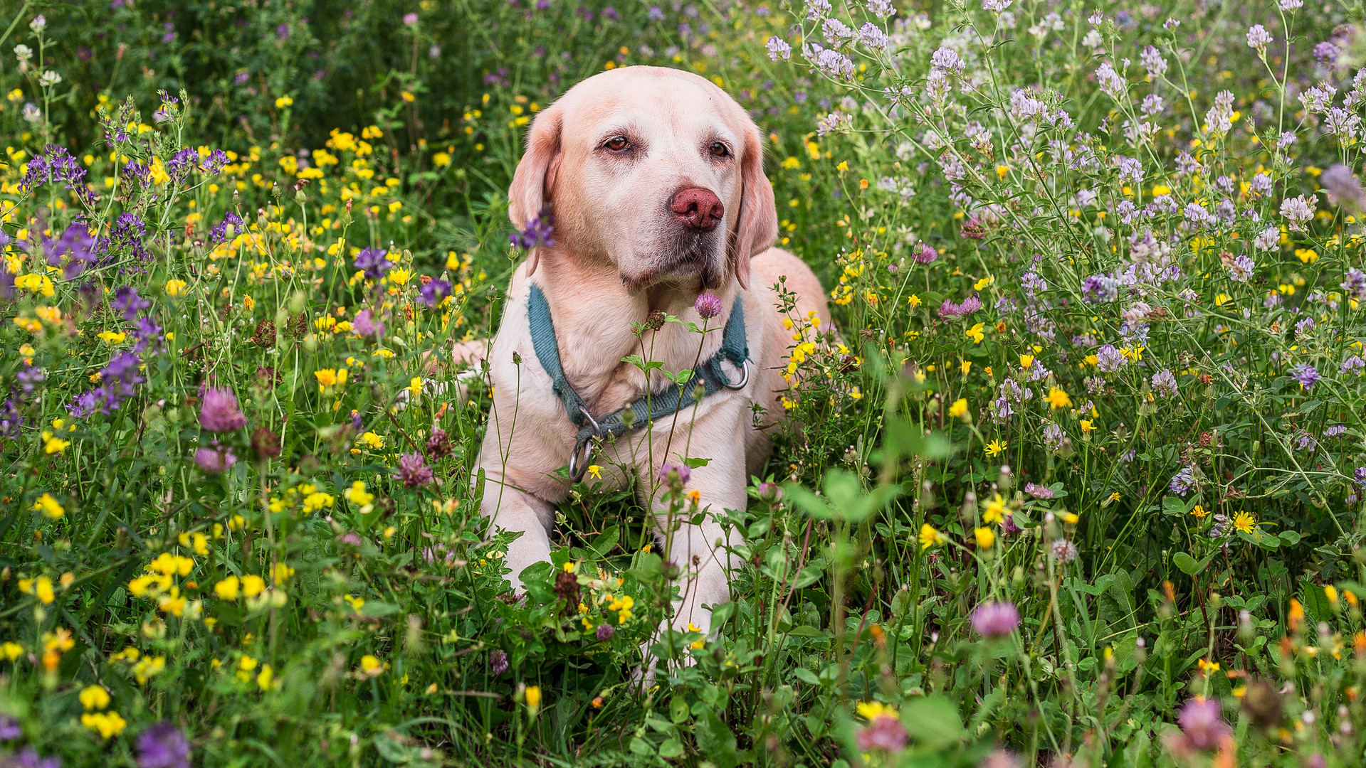 Meine Labrador-Hündin auf der Blumenwiese