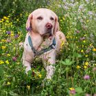 Meine Labrador-Hündin auf der Blumenwiese