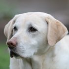 Meine Labrador-Omi "Knolle" 13 Jahre...