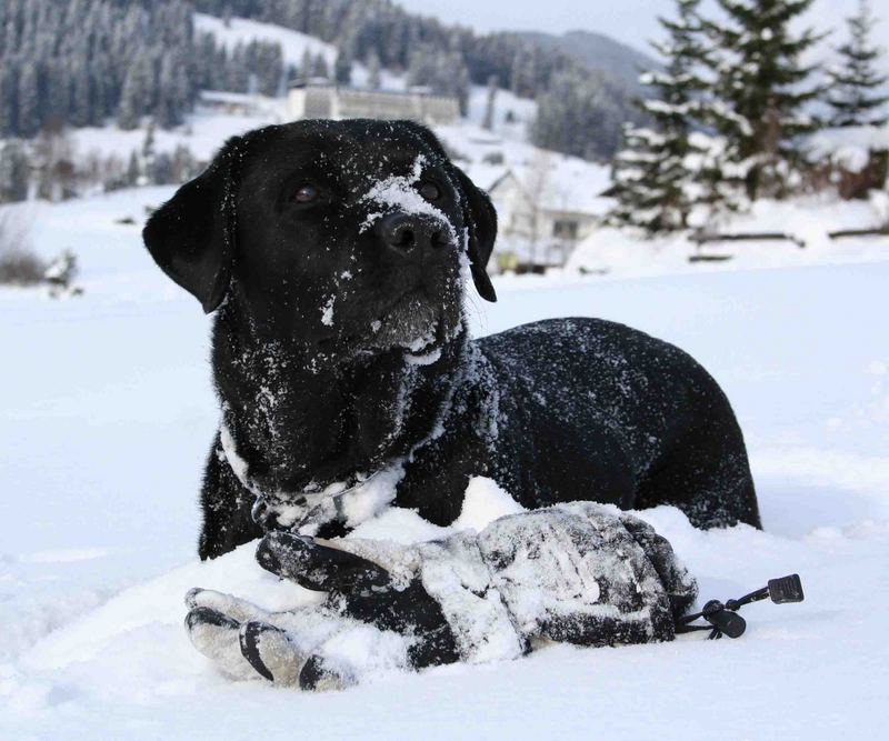 Meine Labrador Retriever Hündin