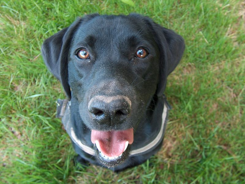 Meine Labradorhündin "Taxi"