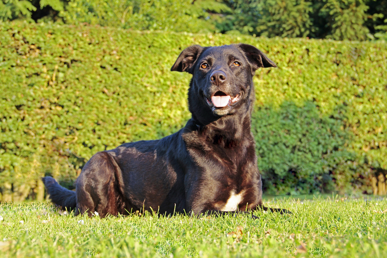 Meine Labradudeldame Bonny