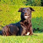 Meine Labradudeldame Bonny