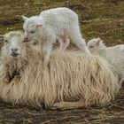 Meine Lämmer sollen Ostern überleben