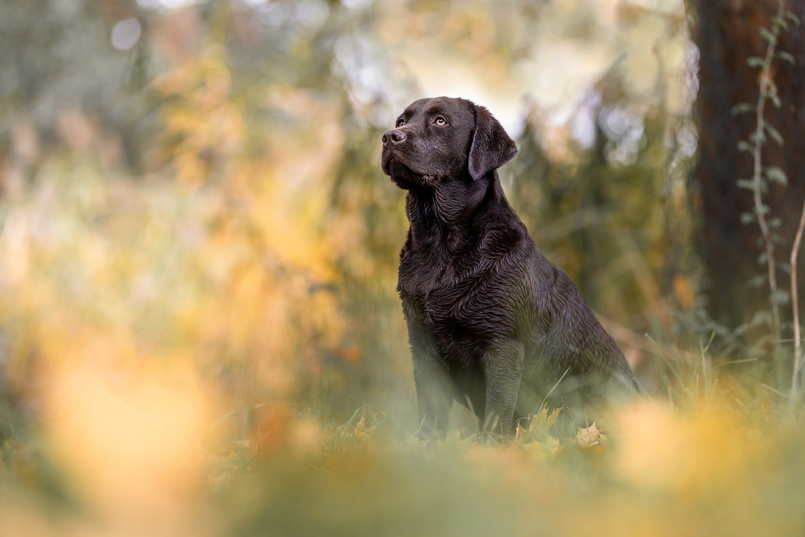 Meine Lenimaus, ein Labradormädchen 2 Jahre alt