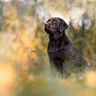 Meine Lenimaus, ein Labradormädchen 2 Jahre alt