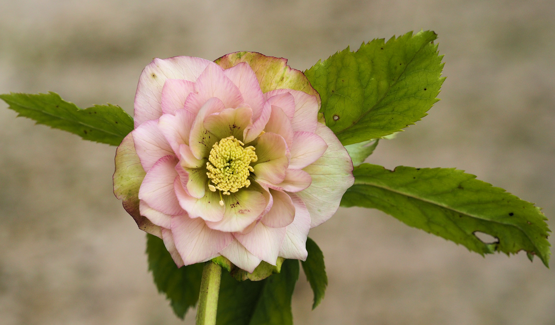 Meine Lenzrose… Foto & Bild natur, blumen, pflanzen Bilder auf